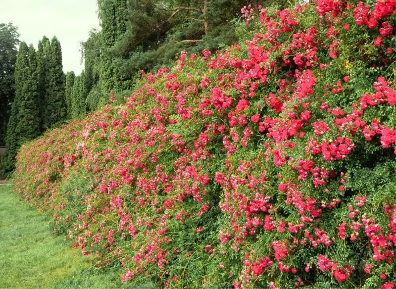 Żywopłot z róż drobnokwiatowych jest dość popularną formą maskowania ogrodzenia, jednak to róże o wielkich, pełnych kwiatach zrobią największe wraż...