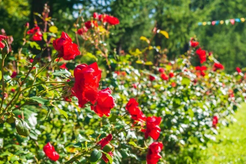 Róże na żywopłot możesz wybierać na podstawie wielu cech: zapachu, pokroju, maksymalnego wzrostu