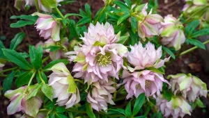 Ciemiernik wschodni 'Double Ellen Pink' to jedna z zachwycających nowych odmian.