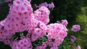 Sprawdź, czego nie lubią floksy.