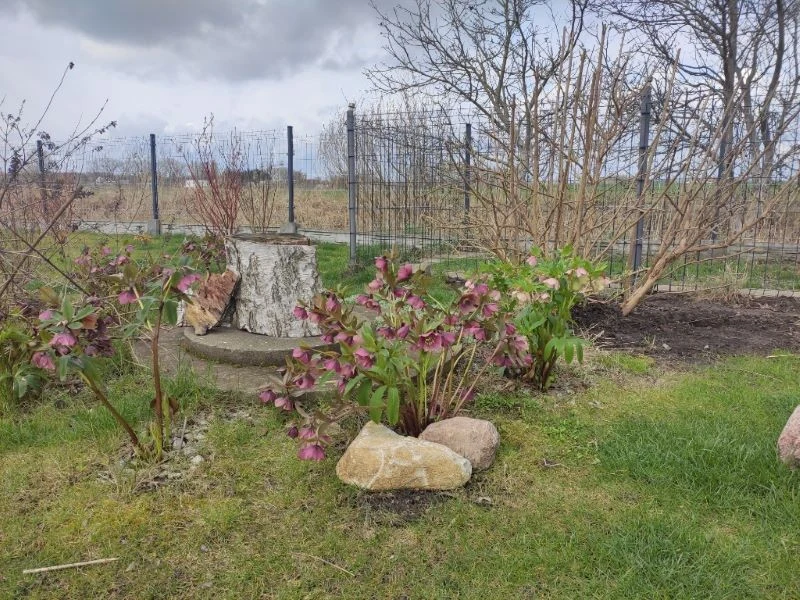 Ciemierniki zdobią ogrody zimą i na przedwiośniu, gdy inne rośliny jeszcze nie kwitną