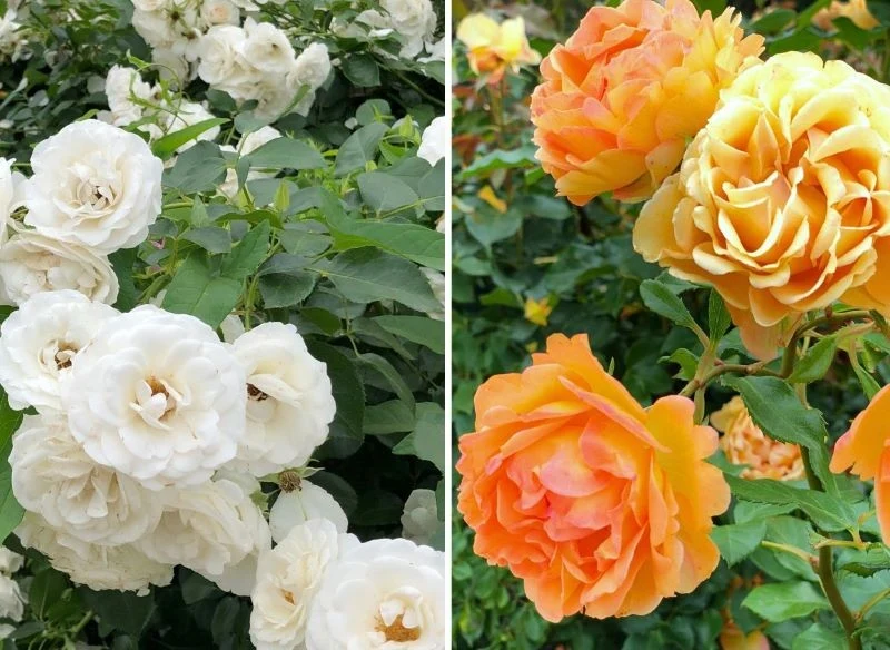 Rozmaite odmiany róży pomarszczonych oraz parkowych prezentują się widowiskowo zarówno w formie soliterów, jak i gęstych żywopłotów
