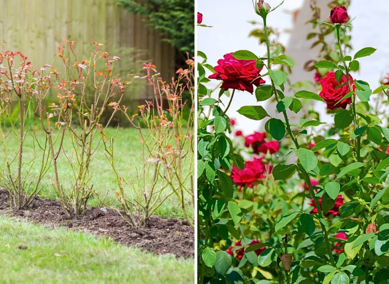 Młode, posadzone w formie żywopłotu sadzonki wyglądają bardzo niepozornie