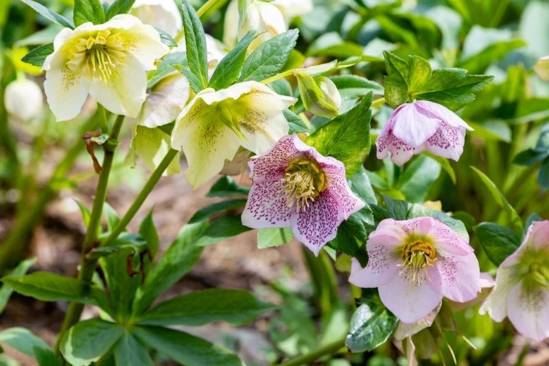 Jak pielęgnować ciemierniki, by długo kwitły