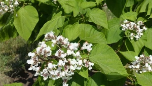 Jak dbać o katalpę, by zachwycała swoim wyglądem? Trzymaj się kilku wskazówek.