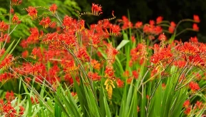 Kroksomia Lucifer – mrozoodrporna bylina, której kwiaty żywą czerwienią malują zieloną rabatę, to doskonały wybór do ogrodu, w którym jest sporo miejsca do obsadzenia i brakuje energetyzujących kolorów.