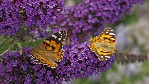 Szukasz oryginalnego krzewu do ogrodu? Postaw na budleję trójkolorową.