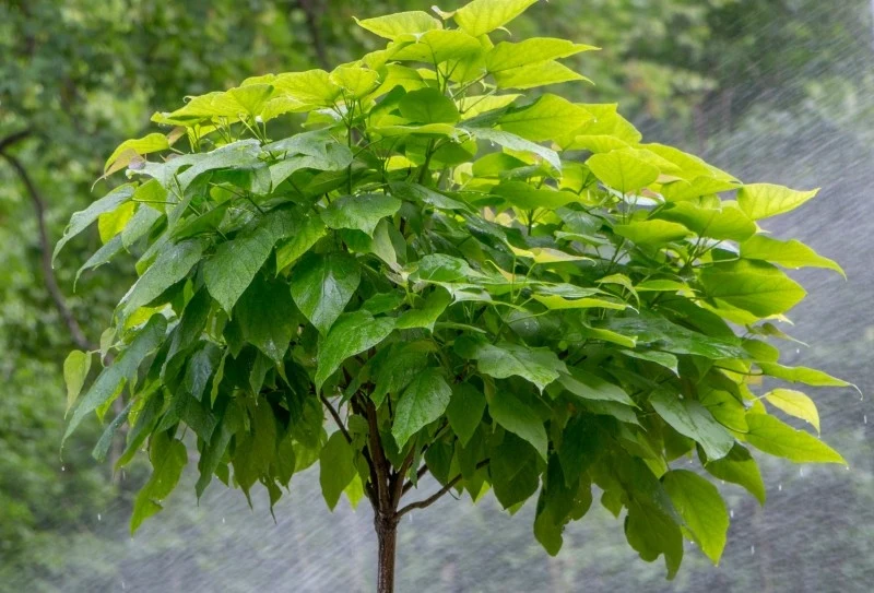 Katalpa szczepiona na pniu to doskonała propozycja dla posiadaczy małych ogrodów