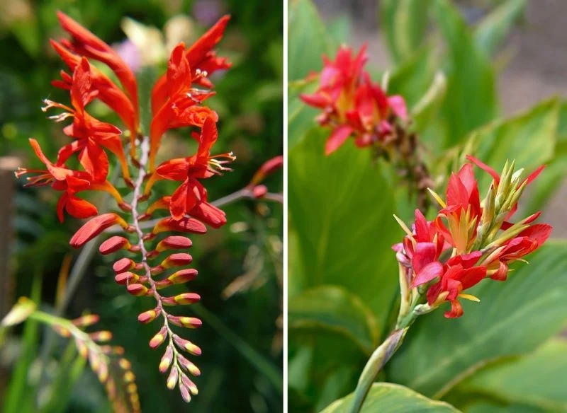 Kwiaty kroksomii rozwijają się kolejno od dołu ku wierzchołkowi kwiatostanu