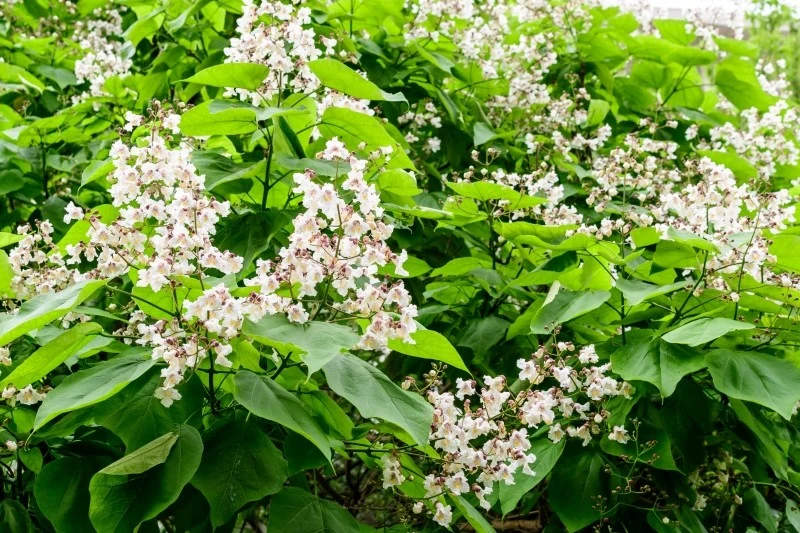 Katalpa wyróżnia się pięknym kwitnieniem oraz dekoracyjnymi liśćmi