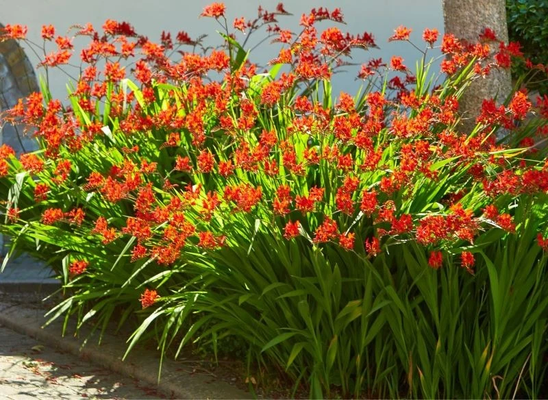 Gęste kępy rośliny, rozrastając się swobodnie po rabacie, stworzą zwartą kompozycję pełną żywych barw i utrzymają je całe lato