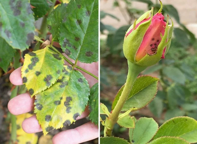 Czarna plamistość liści nie daje aż tak charakterystycznych objawów, można pomylić ją z mączniakiem