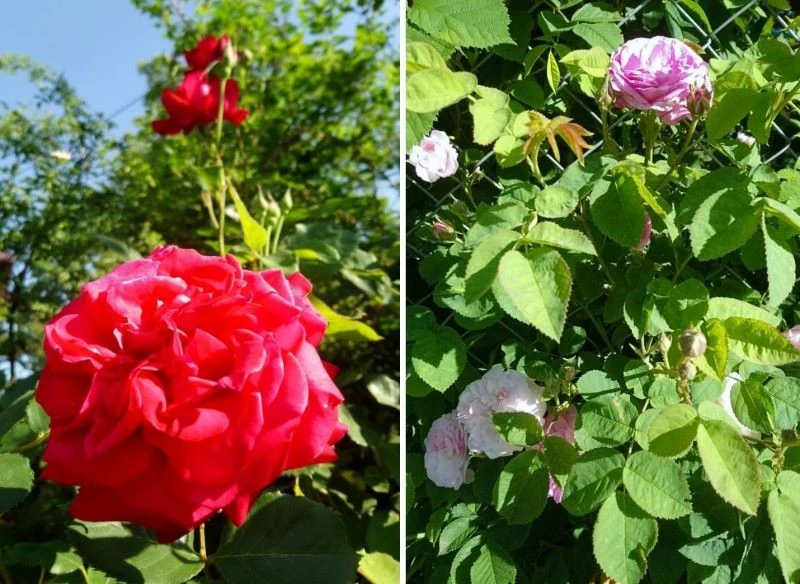 Stosowanie profilaktycznych oprysków róży pomaga zachować dobrą kondycję roślin w sierpniu, gdy ryzyko rozwoju grzybów jest wysokie, a w razie walk...