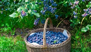 Podpowiadamy, jak zadbać o borówkę amerykańską po zbiorach.