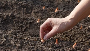 Kiedy sadzić cebulę i czosnek jesienią? Sprawdź, jak się do tego przygotować.