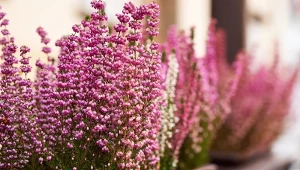 Podlewania wrzosów wymaga systematyczności. Są podatne na przelanie lub przesuszenie.