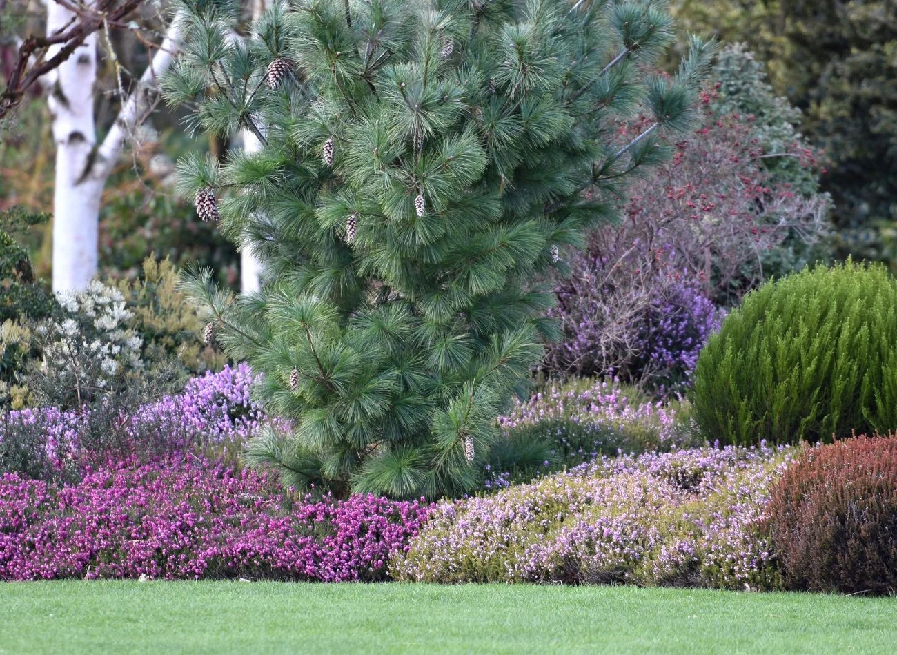 Wrzosy pięknie prezentują się nie tylko w donicach, ale również jak nasadzenie w ogrodzie