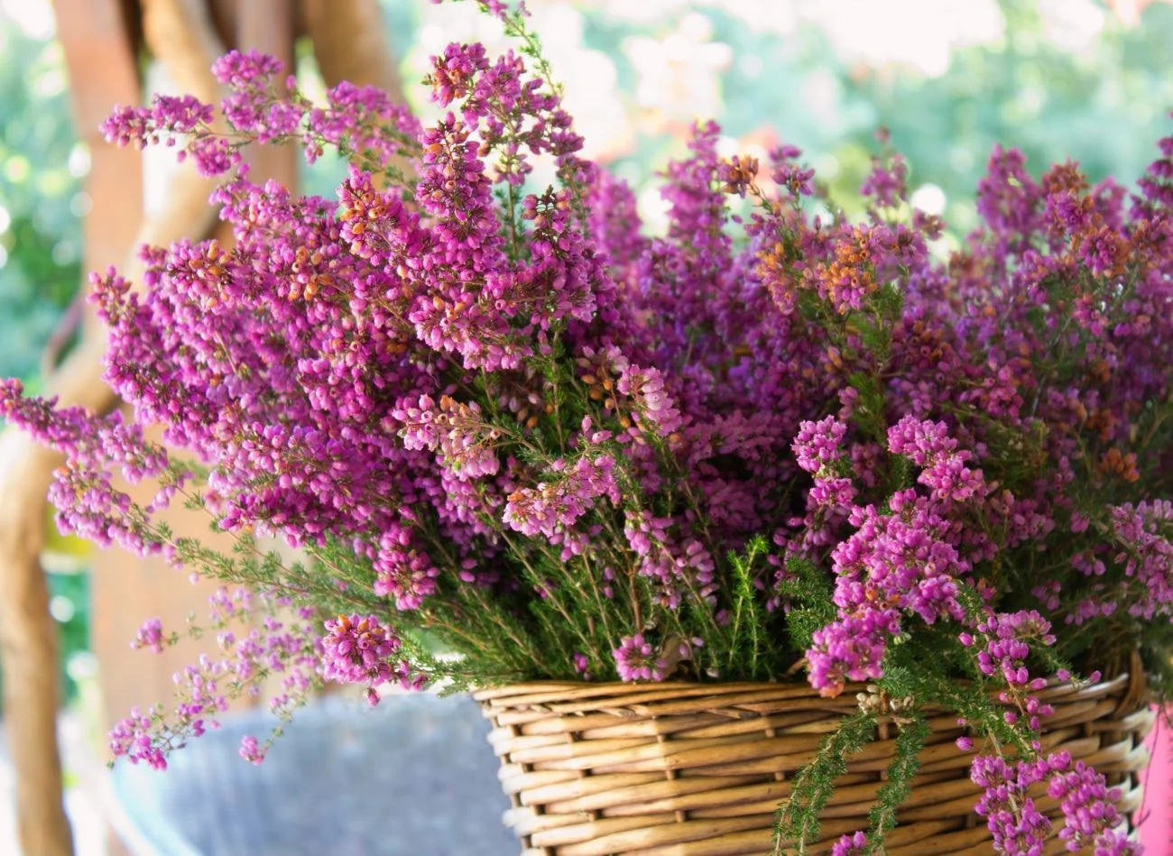 Oprócz regularnego podlewania warto również stosować nawóz do wrzosów, co przedłuża ich kwitnienie