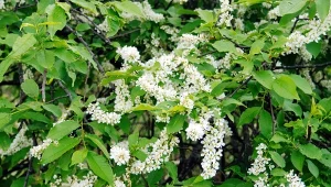 Czeremcha jest mało wymagającą rośliną, dlatego jej uprawa jest niebywale prosta.