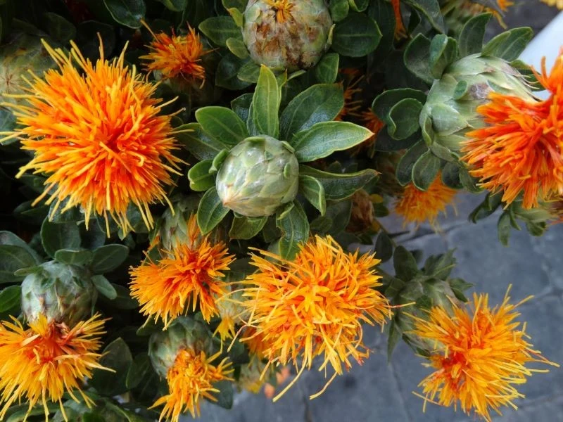 Płatki krokosza barwierskiego uznawane są za tańszy zamiennik szafranu