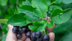 W tym roku znów dopisały owoce aronii. Dlaczego się je ceni? To naturalne bogactwo smaku i witamin, dla ochrony zdrowia przed jesienną słotą jak znalazł. Co można z nich zrobić?