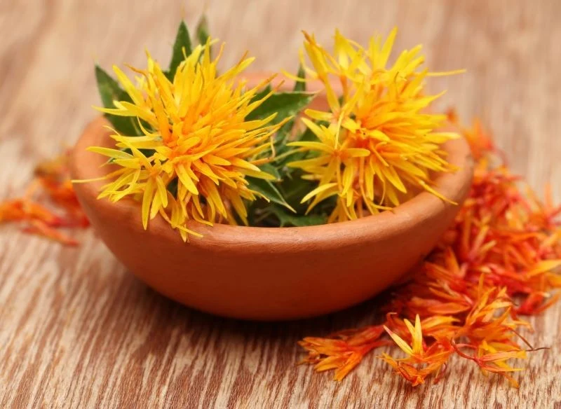 Kwiaty krokosza barwierskiego są nasycone wyrazistym barwnikiem