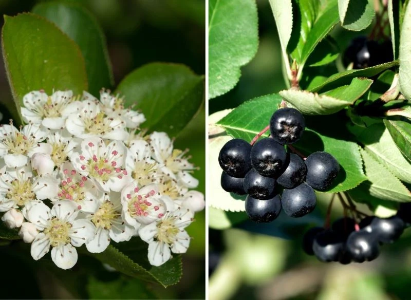 Owoce aronii pojawiają się w miejscu gęstych, kwiatowych kiści