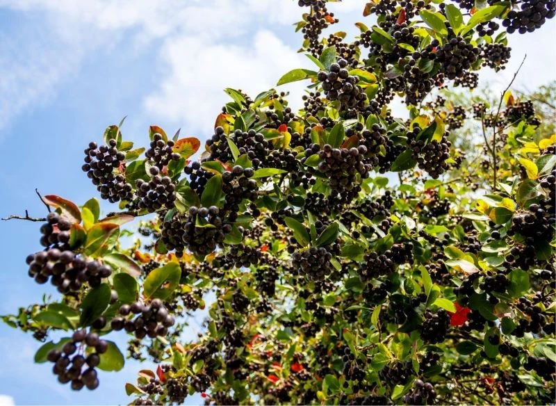 Rozrastające się krzewy aronii potrafią wydawać setki owoców jednocześnie, dlatego, gdy warunki sprzyjają, przygotuj się na wielkie zbiory