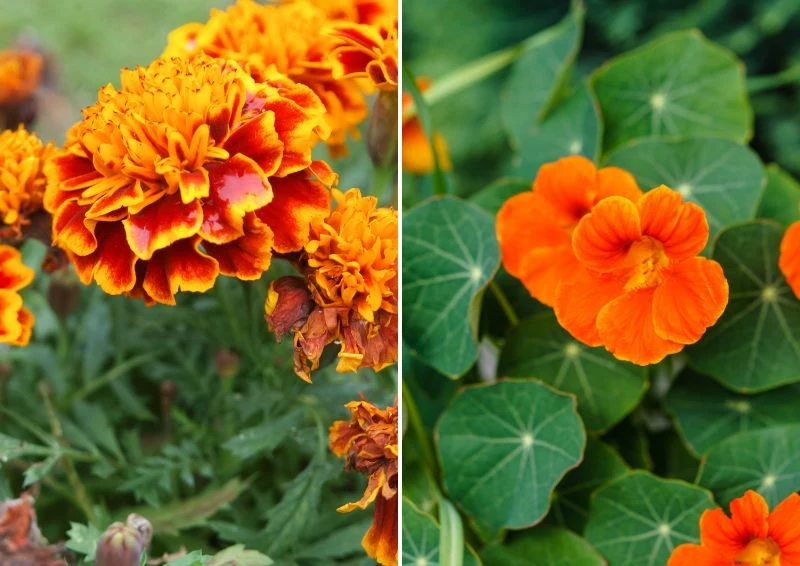 Przy uprawie warzyw i kwiatów ważne jest sąsiedztwo. Fot. huangcarlos/steidi