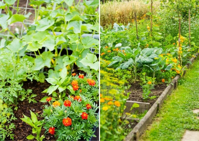 Planując warzywniak nie zapomnij posadzić poszczególnych gatunków kwiatów. Fot. Brebca/arinahabich