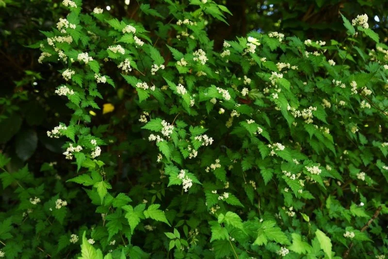 Tawulec bez formowania i przycinania będzie rósł dziko, dodając przestrzeni naturalistycznego charakteru