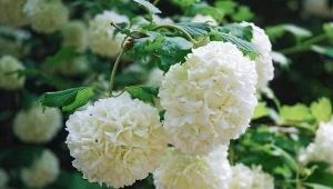 Kaliny do ogrodu – najpiękniejsze odmiany, sadzenie i pielęgnacja