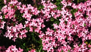 Wawrzynek główkowy (Daphne cneorum) – uprawa, pielęgnacja, odmiany