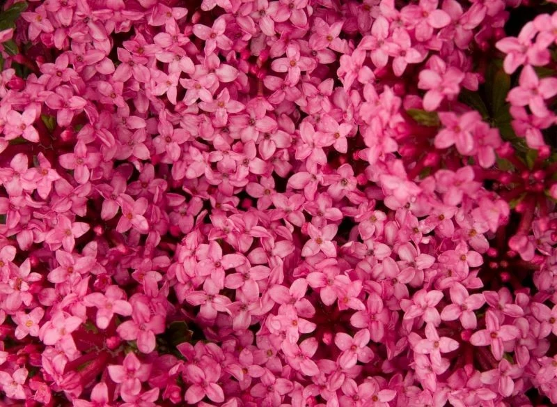 Dziko rosnący wawrzynek główkowy należy do roślin objętych ochroną