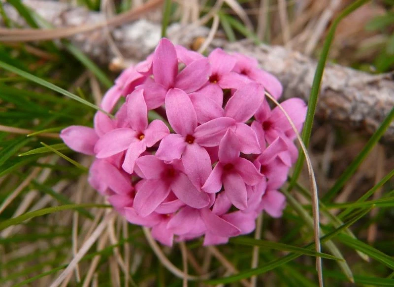 Kwiaty wawrzynka główkowego mają przyjemny zapach