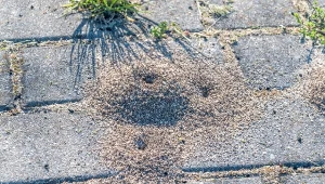 Wyjaśniamy, jak walczyć z mrówkami na kostce brukowej.