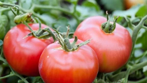 Przygotuj odżywkę na przyspieszenie dojrzewania pomidorów. Plony będą zdrowe, smaczne i soczyste.