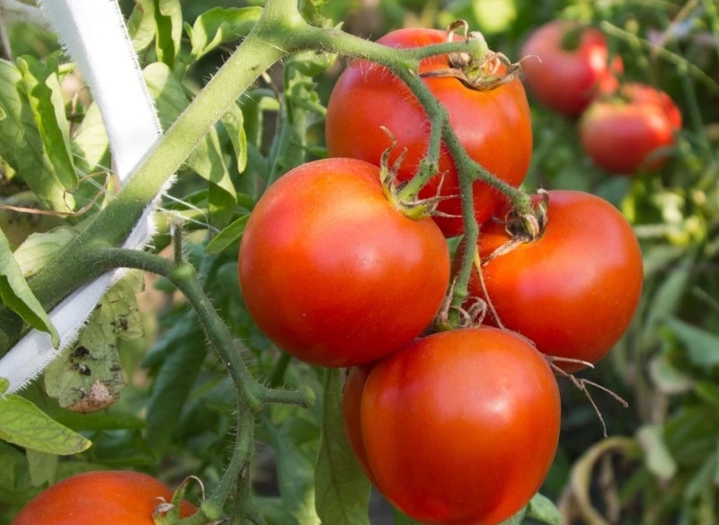 Nawożenie pomidorów w sierpniu wymaga dostarczenia potasu i fosforu