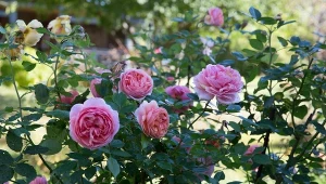 Sprawdź, dlaczego przycinanie róż latem jest ważne.