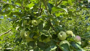 Dlaczego jabłka spadają z drzewa, zanim dojrzeją? Powodów może być kilka./Deccoria.pl