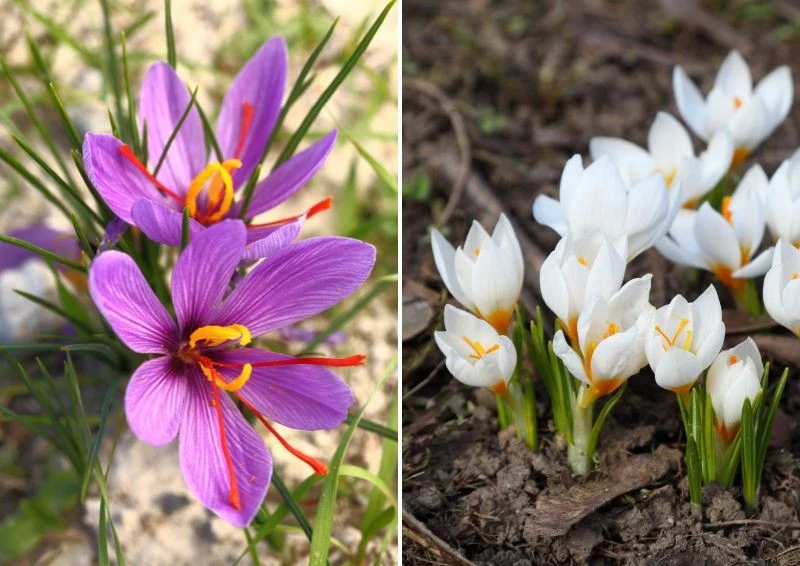 Jest kilka popularnych gatunków krokusów jesiennych