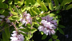 Uprawa indygowca Kiryłowa nie jest trudna, jednak trzeba pamiętać o kilku zasadach, ponieważ roślina, choć odporna, miewa problemy w naszym dość chłodnym klimacie.