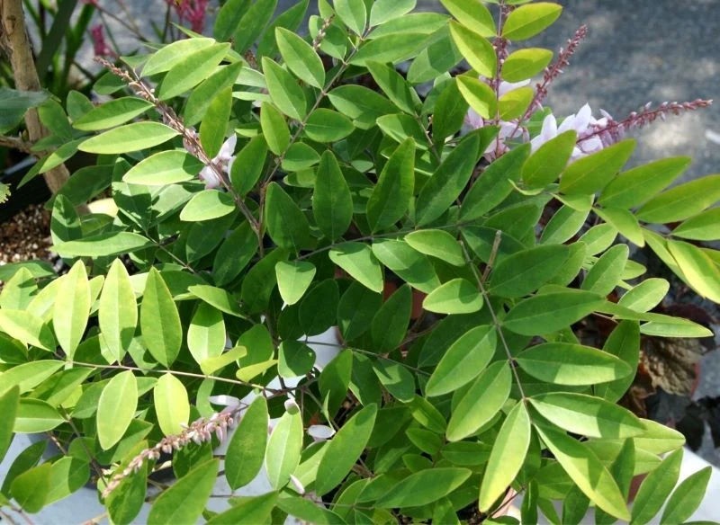 Cała moja przygoda z indygowcem zaczęła się od jednej małej sadzonki