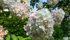 Kwitną wprost bajecznie, ale mają kilka wad, o którym zwykle nie myślimy, wybierając je do ogrodu. Sprawdź, dlaczego na małej przestrzeni te krzewy stanowią duży problem.