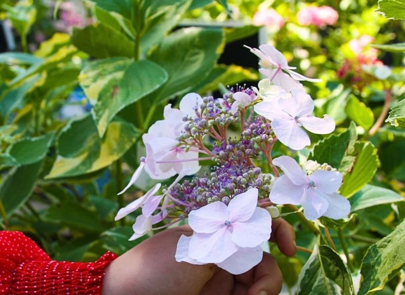 Hortensje bukietowe bajecznie kwitną, jednak ich wielkość może stanowić problem