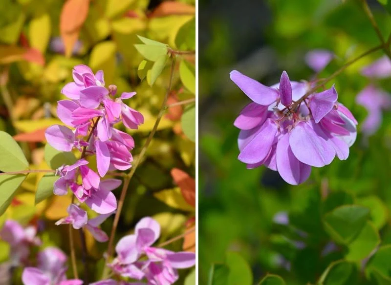 Kwiaty indygowca pięknie wyglądają zarówno na tle zielonych liści, jak i wówczas, gdy zaczynają się one delikatnie wyzłacać