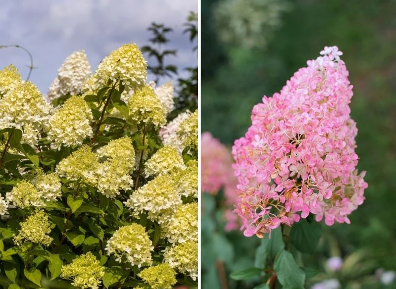 Hortensja 'Vanille Fraise' i 'Limelight' o zielonych kwiatach różnią się od siebie znacznie, ale każda ma kilka zalet, które przemawiają za ich wyb...