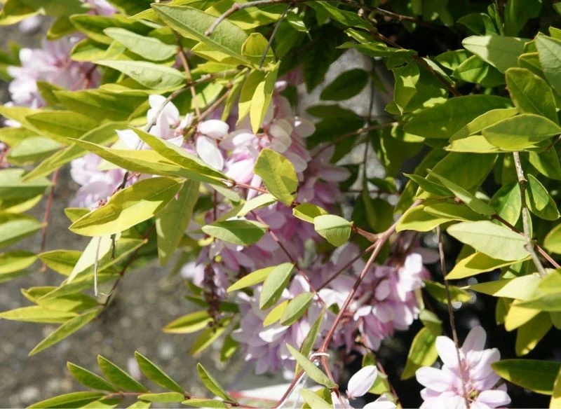 Sadzenie indygowców w linii, by stworzyły barierę pomiędzy określonymi strefami, to dobre rozwiązanie, jeśli nie chcesz zdominować przestrzeni