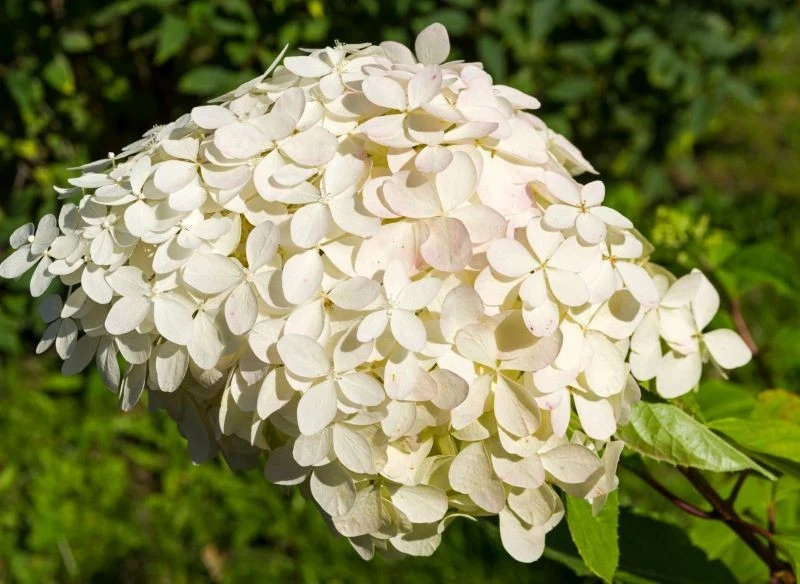 Potężne kwiaty odmiany 'Phantom' stanowią niekwestionowaną dekorację ogrodu, jednak są również przyczyną problemów - krzew trzeba podpierać, bo cię...