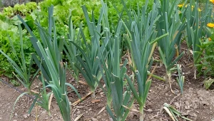 Miniarka porówka to groźny szkodnik pora, który pojawia się w ogrodzie latem i jesienią.